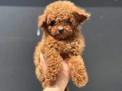 Petmode köpek çiftliğinde ziyarete açık toy poodle