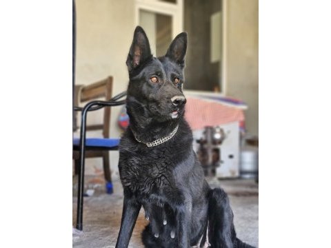 Siyah kurtların en iyisi solid black