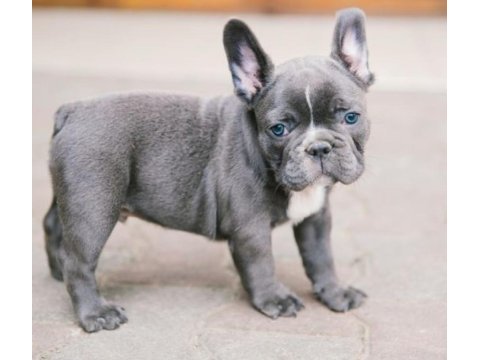 Blue exotic dişi erkek french bulldog yavrularımız