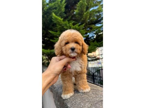 Maltipoo korean