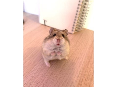 Hamster-gonzales yavrularımız heryere gönderim