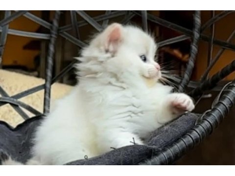 Şampiyon soyundan gelen safkan ragdoll yavruları