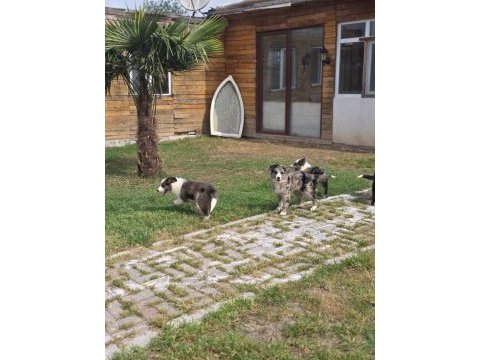 Çiftliğimizden safkan border collie yavrular