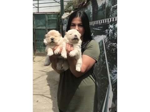 Mükemmel chow chow yavrularım