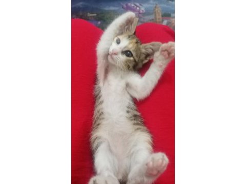 Kedimiz miyamı sahiplendirmek istiyorum