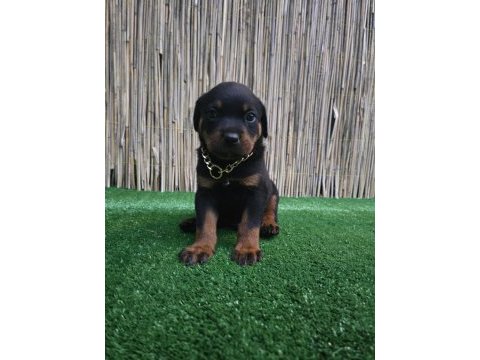 Rottweiler yavrular sahiplerini bekliyor iki aylık