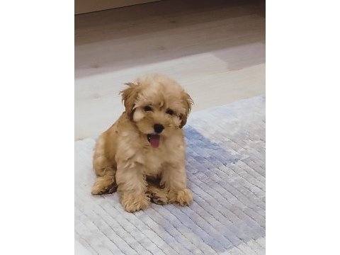 Maltipoo yavru köpeğim