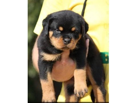 Rottweiler bebekler kapınıza kadar teslim ediyoruz