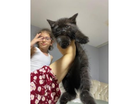 British shorthair yavrularım 8 adet dişi yavru