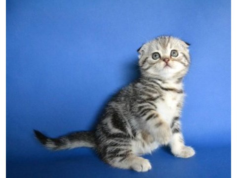 Scottish fold kittens