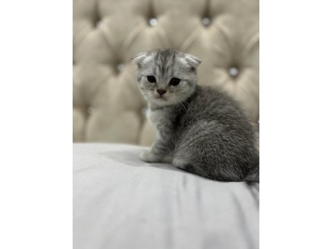 Scottish fold kedimizi sahiplendirme adana