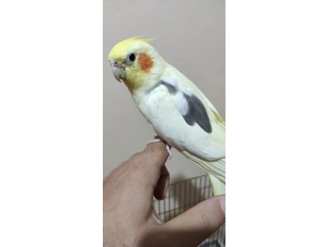 Lutino pied erkek alışık ve grey erkek alışık