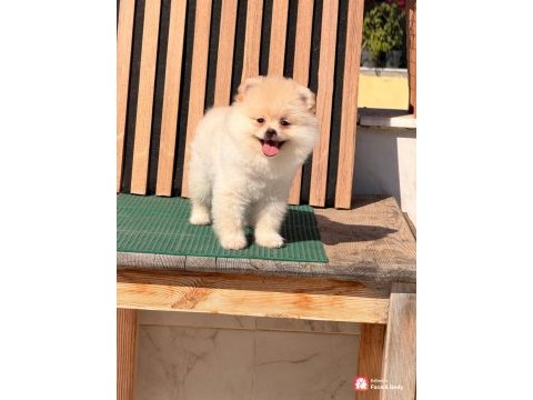 Ayı surat pomeranian boo bebeklerimiz
