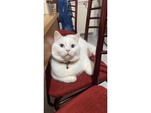 Ücretsiz sahiplendirme erkek british shorthair