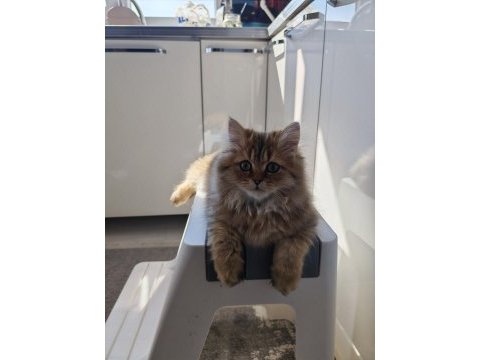 Çok sevecen golden black british longhair 4 aylık yavru