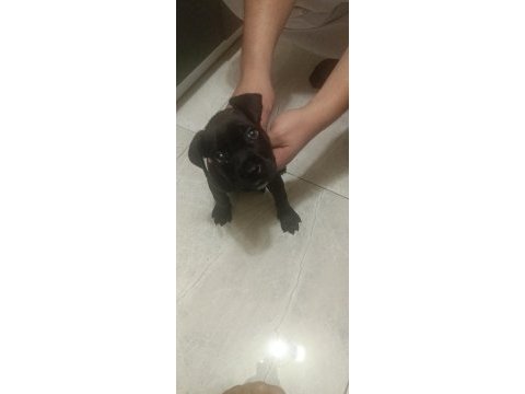 2 aylık acil cane corso