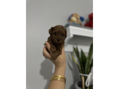 Anne baba tecaup dark redbrown tecaup erkek poodle muhteşem