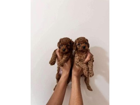 Red brown toy poodle bebekler