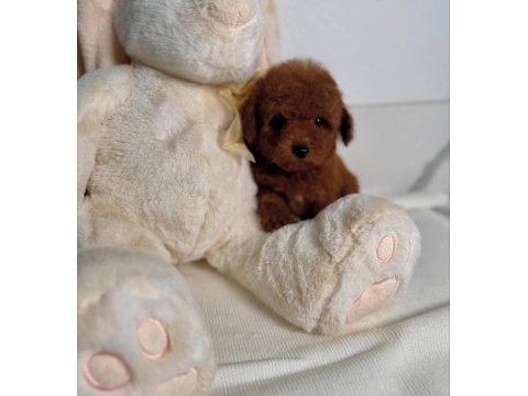 Oyuncu ve safkan toy poodle bebekler