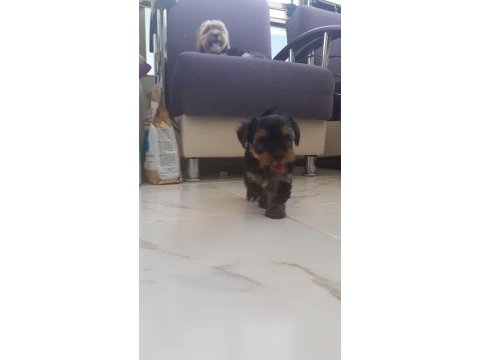 11 haziran doğumlu anne yanından yorki kızımız