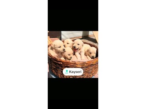 Safkan golden retriever yavruları