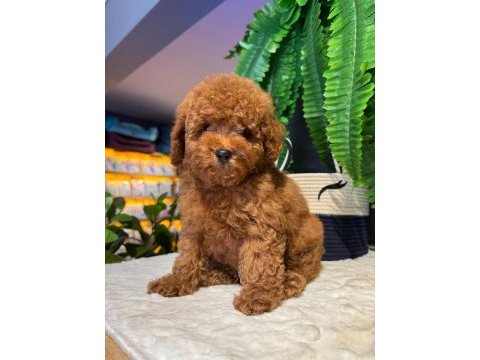 Red brown kore toy poodle bebeklerimiz