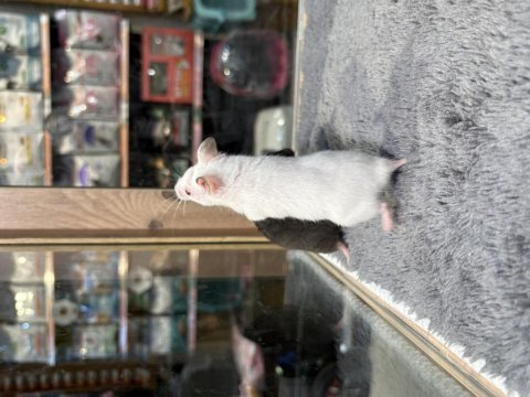 Rengarenk hamster minişler
