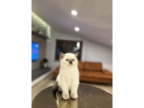Irk ve sağlık garantili brıtısh shorthair yavrular