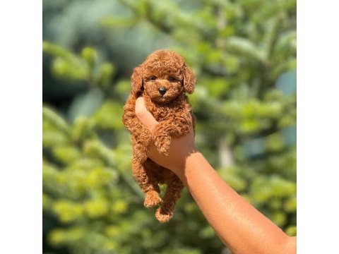 Toy poodle cinsi bebek köpeklerimiz