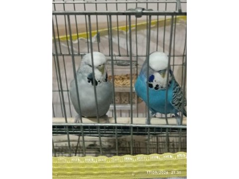 Jumbo takımı muhabbet kuşlar