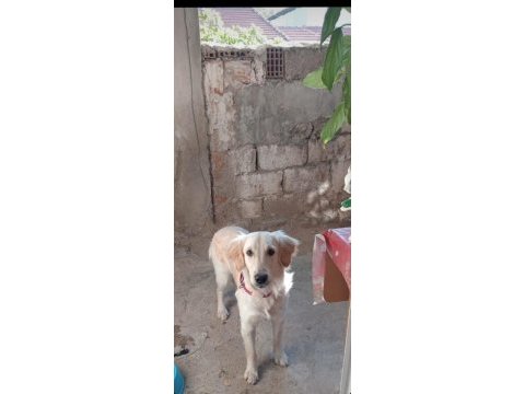 Golden 8 aylık