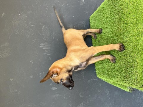 Erkek malinois yavrum