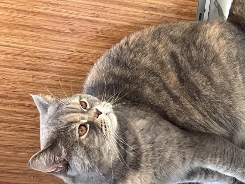 British shorthair 2,5 yaşında