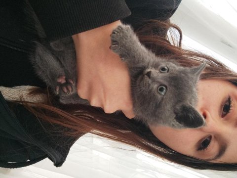 Russian blue erkek yavru