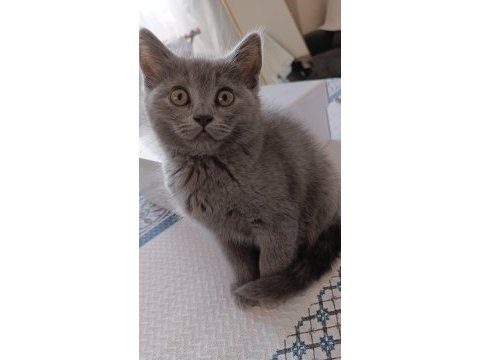British shorthair dişi kedimiz