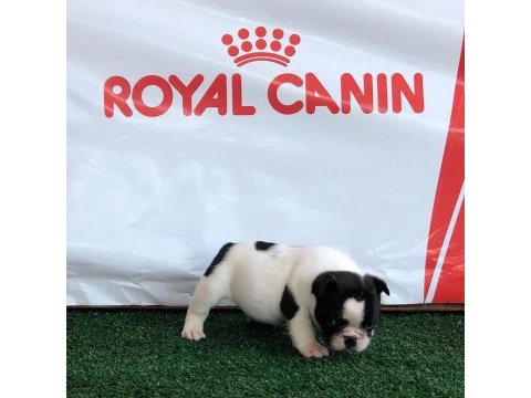 French bulldog yavruları
