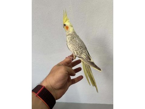 Yavru sultan papağanı