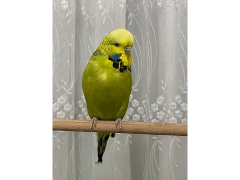 Show jumbo çift 2024 bilezikli acil muhabbet kuşu