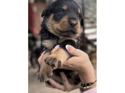 Rottweiler saf ırk