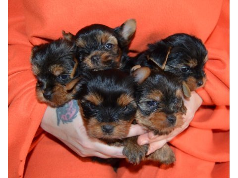 Orijinal yorkshire terrier yavrular