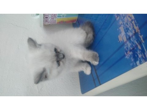Minnoş british shorthair kızımız