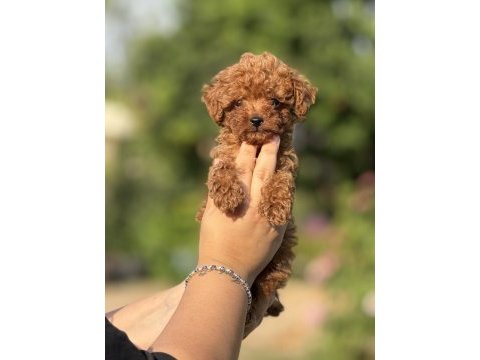 Büyümeyen aşılı çiş eğitimli toy poodle bebekler 
