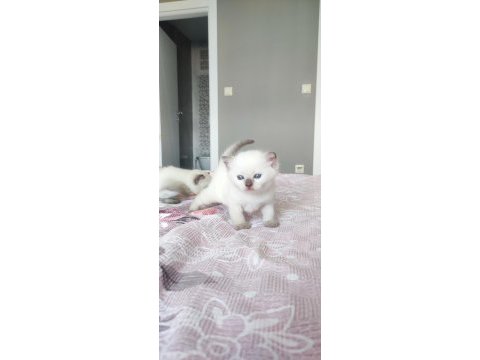 Beyaz british blue point yavrular
