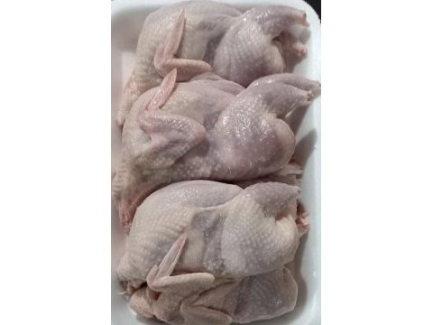 Jumbo japon ve çin bıldırcınları