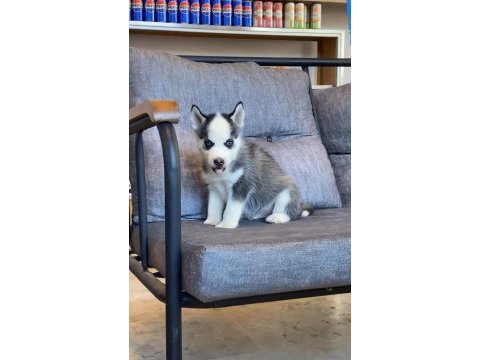 Husky sibirya yavrumuz