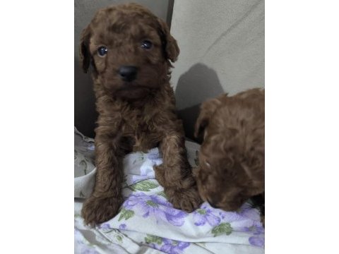 Toy poodle bebekler