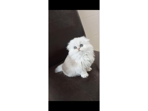 Yavru erkek scottish fold