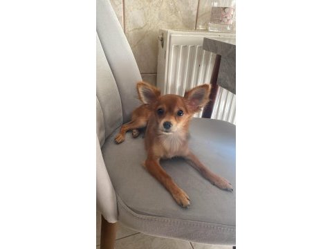Sevecen minik pinscher
