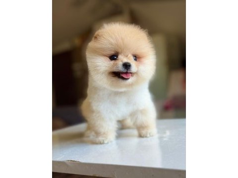 Orjinal tatlı pomeranian boo köpeğimiz