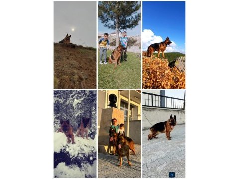 Safkan genç erkek alman çoban köpeği